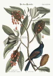 Der blaue Grosbeak, 1749-73